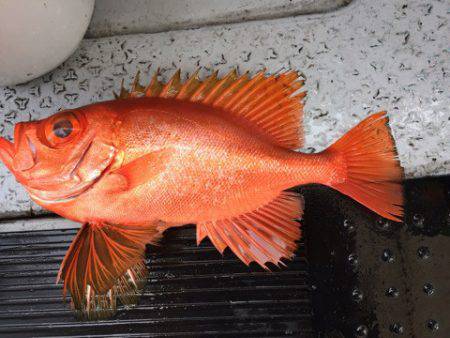 第二龍勢丸 釣果