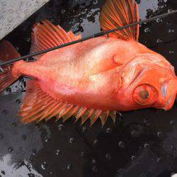 第二龍勢丸 釣果