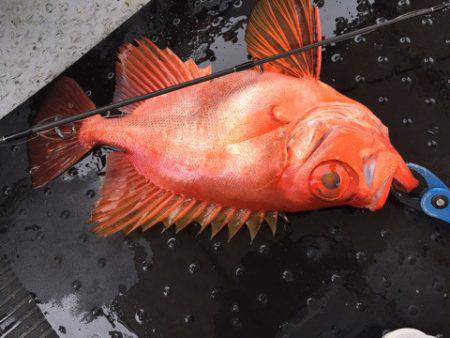 第二龍勢丸 釣果