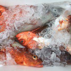 第二龍勢丸 釣果