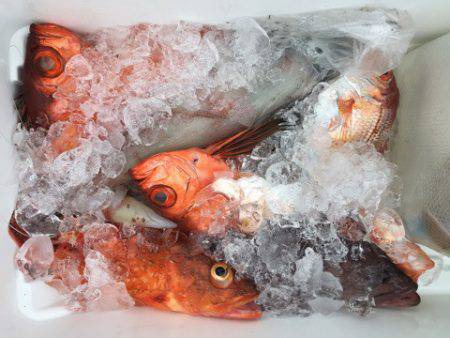 第二龍勢丸 釣果