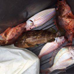 「LaGooN」蒼陽丸 日和号 釣果