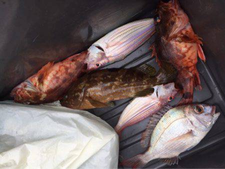 「LaGooN」蒼陽丸 日和号 釣果