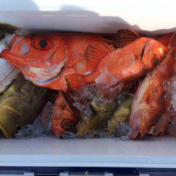 第二龍勢丸 釣果