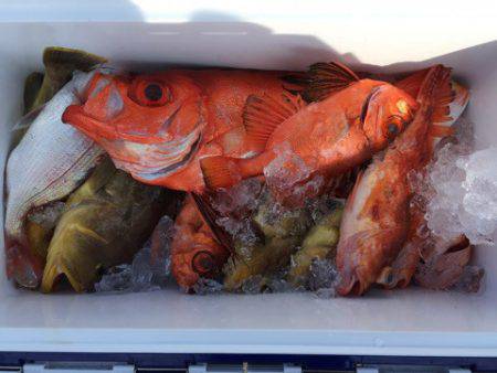 第二龍勢丸 釣果