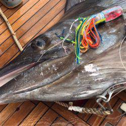 末広丸(熊本) 釣果