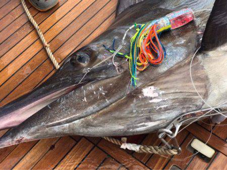 末広丸(熊本) 釣果