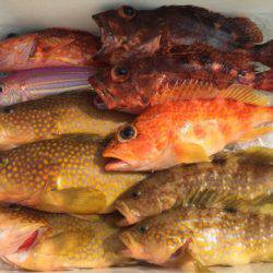 「LaGooN」蒼陽丸 日和号　 釣果