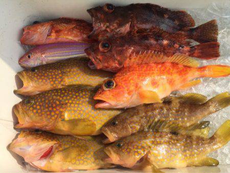 「LaGooN」蒼陽丸 日和号　 釣果