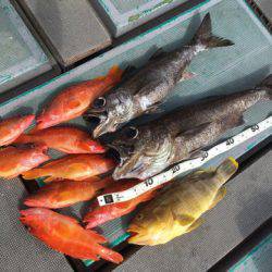 ＴＡＲＯＭＡＲＵ 釣果