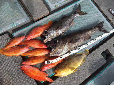 ＴＡＲＯＭＡＲＵ 釣果