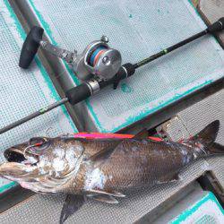 ＴＡＲＯＭＡＲＵ 釣果