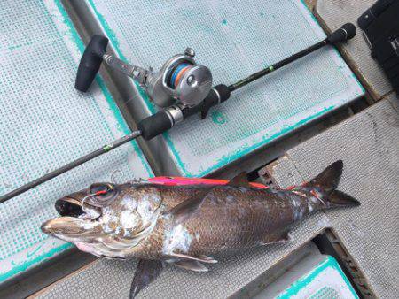 ＴＡＲＯＭＡＲＵ 釣果