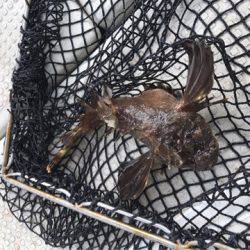 遊漁船メテオ 釣果