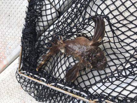 遊漁船メテオ 釣果