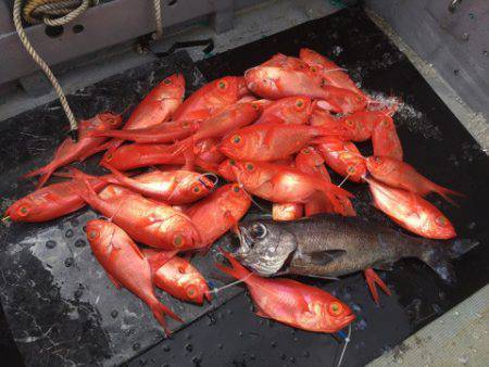 ＴＡＲＯＭＡＲＵ 釣果