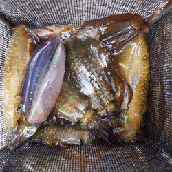 まるいち丸 ZERO-1 釣果