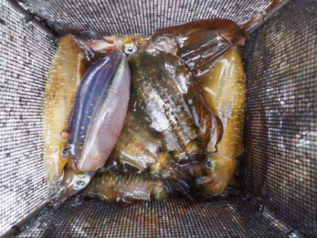 まるいち丸 ZERO-1 釣果