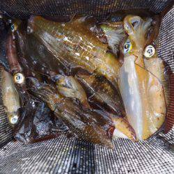 まるいち丸 ZERO-1 釣果