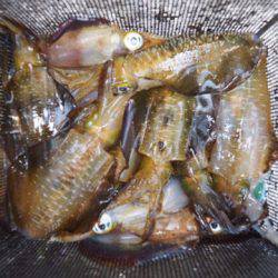 まるいち丸 ZERO-1 釣果