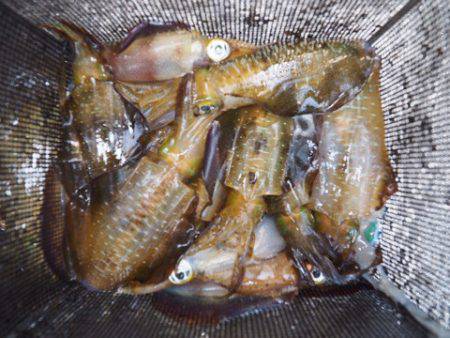 まるいち丸 ZERO-1 釣果