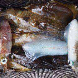 まるいち丸 ZERO-1 釣果