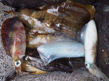 まるいち丸 ZERO-1 釣果