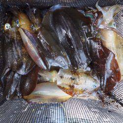 まるいち丸 ZERO-1 釣果