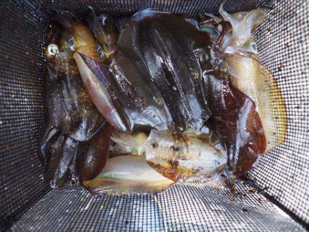 まるいち丸 ZERO-1 釣果