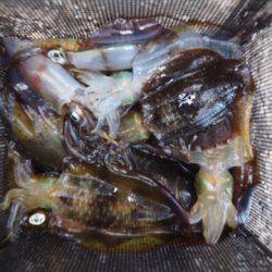 まるいち丸 ZERO-1 釣果