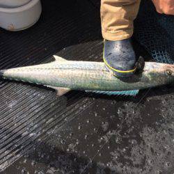 第二龍勢丸 釣果