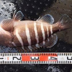 第二龍勢丸 釣果