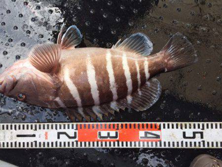 第二龍勢丸 釣果