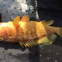 第二龍勢丸 釣果