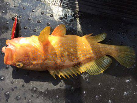 第二龍勢丸 釣果