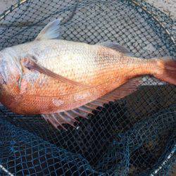 第二龍勢丸 釣果