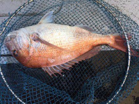 第二龍勢丸 釣果