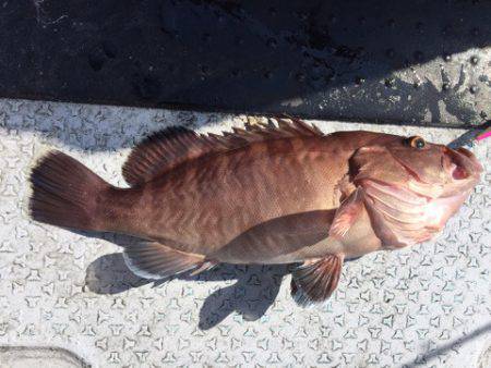 第二龍勢丸 釣果