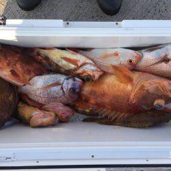 第二龍勢丸 釣果