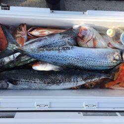 第二龍勢丸 釣果