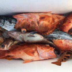 第二龍勢丸 釣果