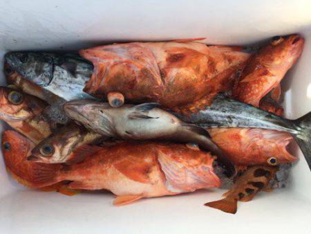 第二龍勢丸 釣果