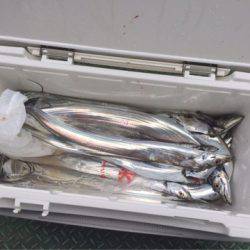 ヤザワ渡船 釣果