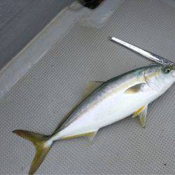 Chase（チェイス） 釣果