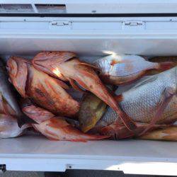 第二龍勢丸 釣果