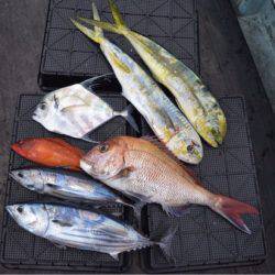 渡船屋たにぐち 釣果