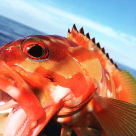 ＴＡＲＯＭＡＲＵ 釣果