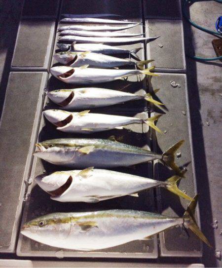 SeaRide(シーライド) 釣果