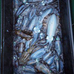 まるいち丸 ZERO-1 釣果