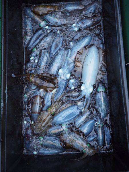 まるいち丸 ZERO-1 釣果